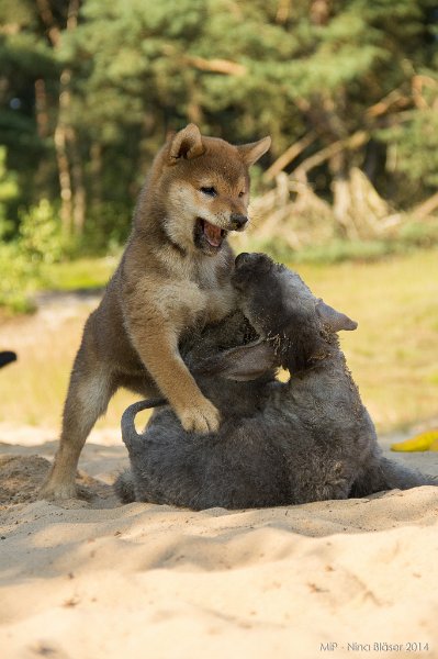 2014-07-17 Cherry & Friends-8319.jpg